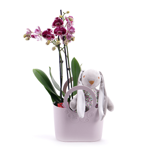 Tigrovaná orchidea v plastovej taške s plyšovým zajačikom