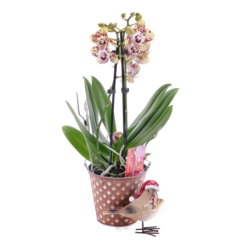 Tigrovaná orchidea v plechovom obale s dekoráciou