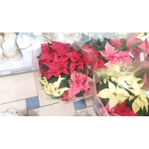 Euphorbia vianocna ruza crep