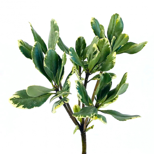 Pittosporum rezaná zeleň