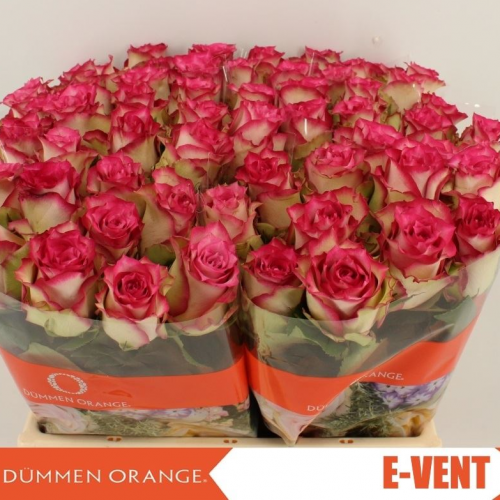 Rose bh