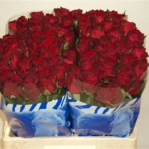 Rose bh Madam Red