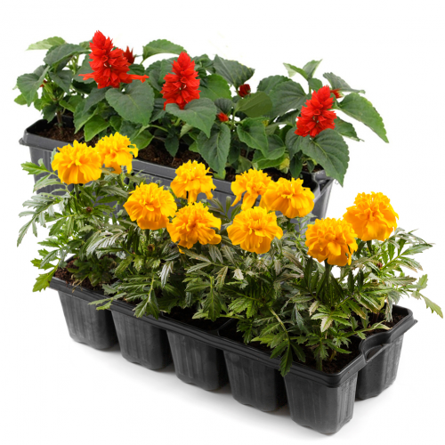 Tagetes, Šalvia 10 pack