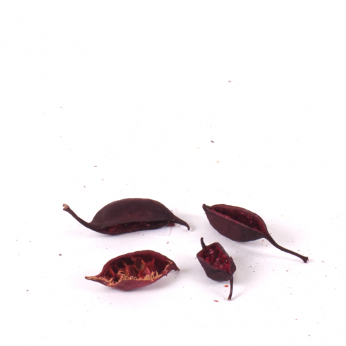 Brachyciton red