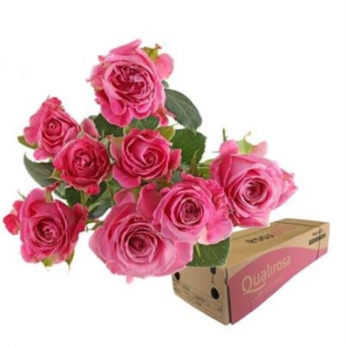 Rose spray Lady Bombastic