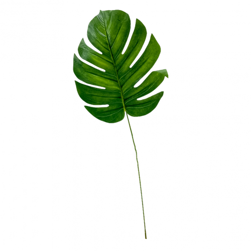 Monstera um. stopková