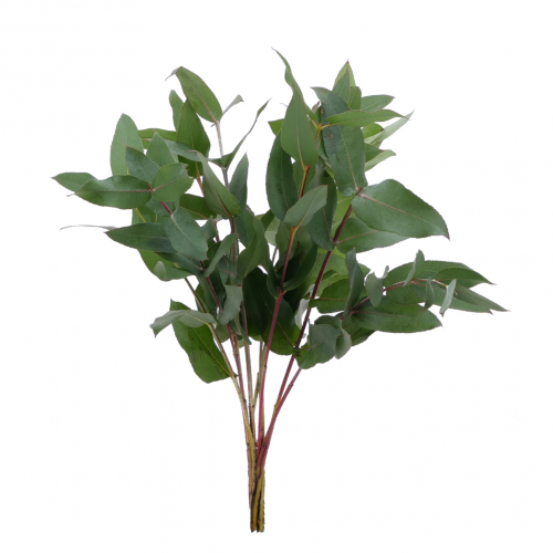 Eucalyptus Robusta rezaná zeleň 10ks