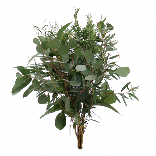 Eucalyptus s rozmarínom rezaná zeleň 10 ks
