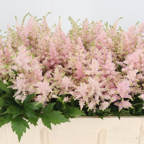 Astilbe Europa Roze