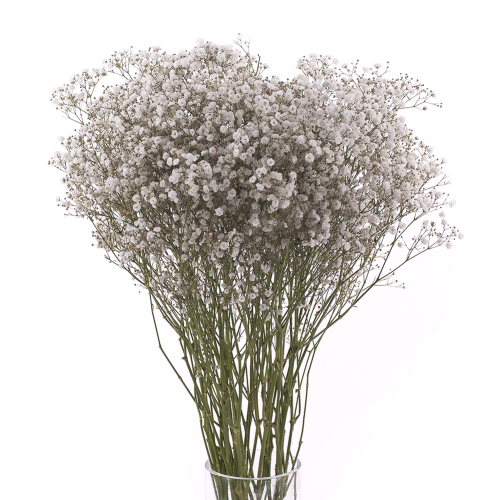 Gypsophila rezaná