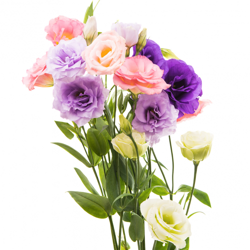 Eustoma Lisianthus mix rezaný