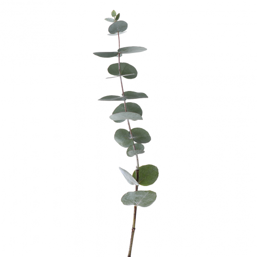 Eucalyptus Cinerea rezaná zeleň 40 cm
