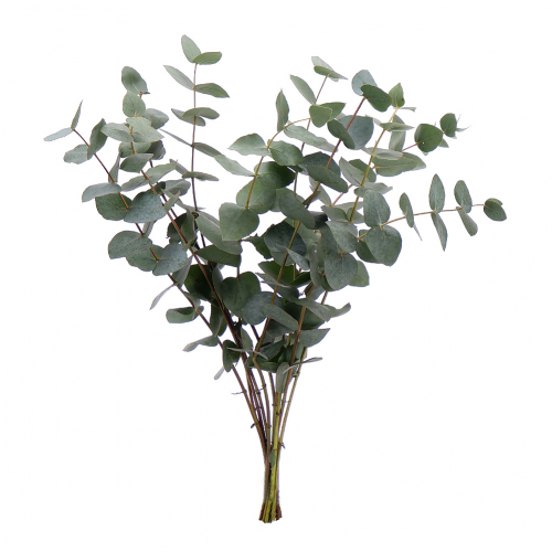 Eucalyptus Cinerea rezaná zeleň 40 cm