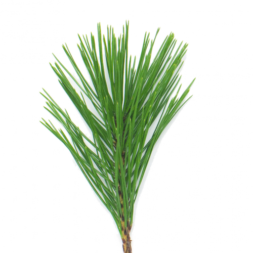 Pinus strobus rezaná zeleň