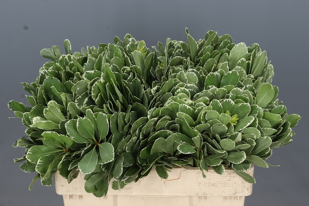 Pittosporum Ilan
