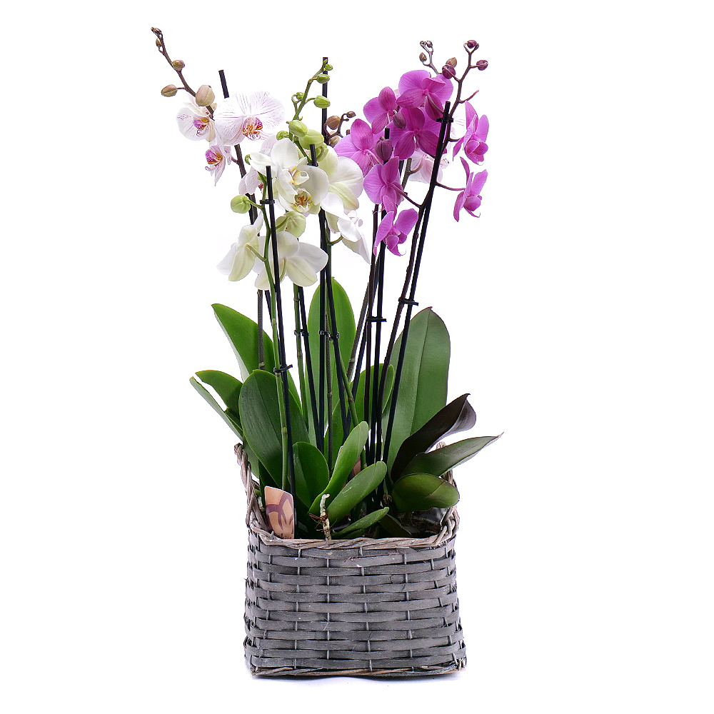 Farebné orchidey Flower box