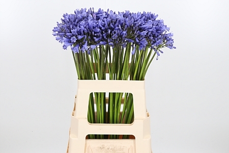 Agapanthus Columba