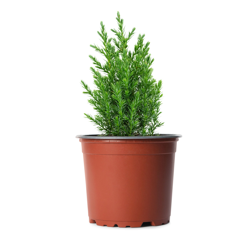 Thuja, coniferen crep
