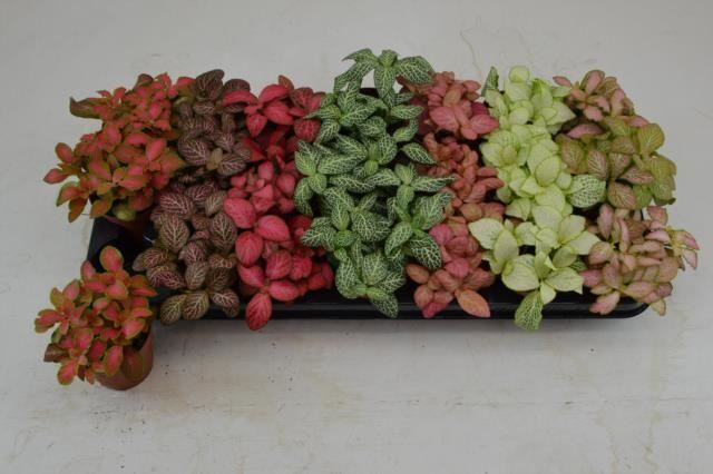 Fittonia mixed 7 colors