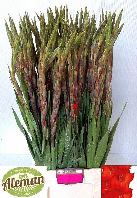 Gladiolus GR Chinon