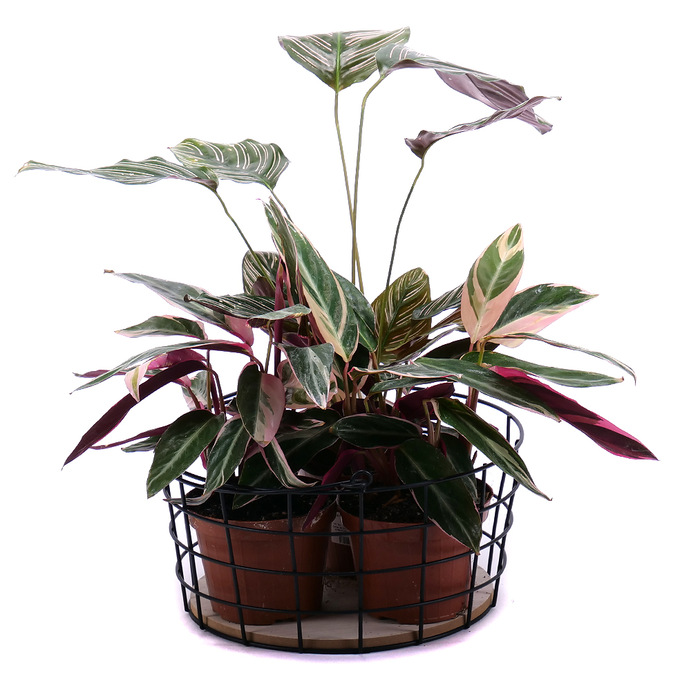 E-shop Trio izbové rastliny v kovovom koši