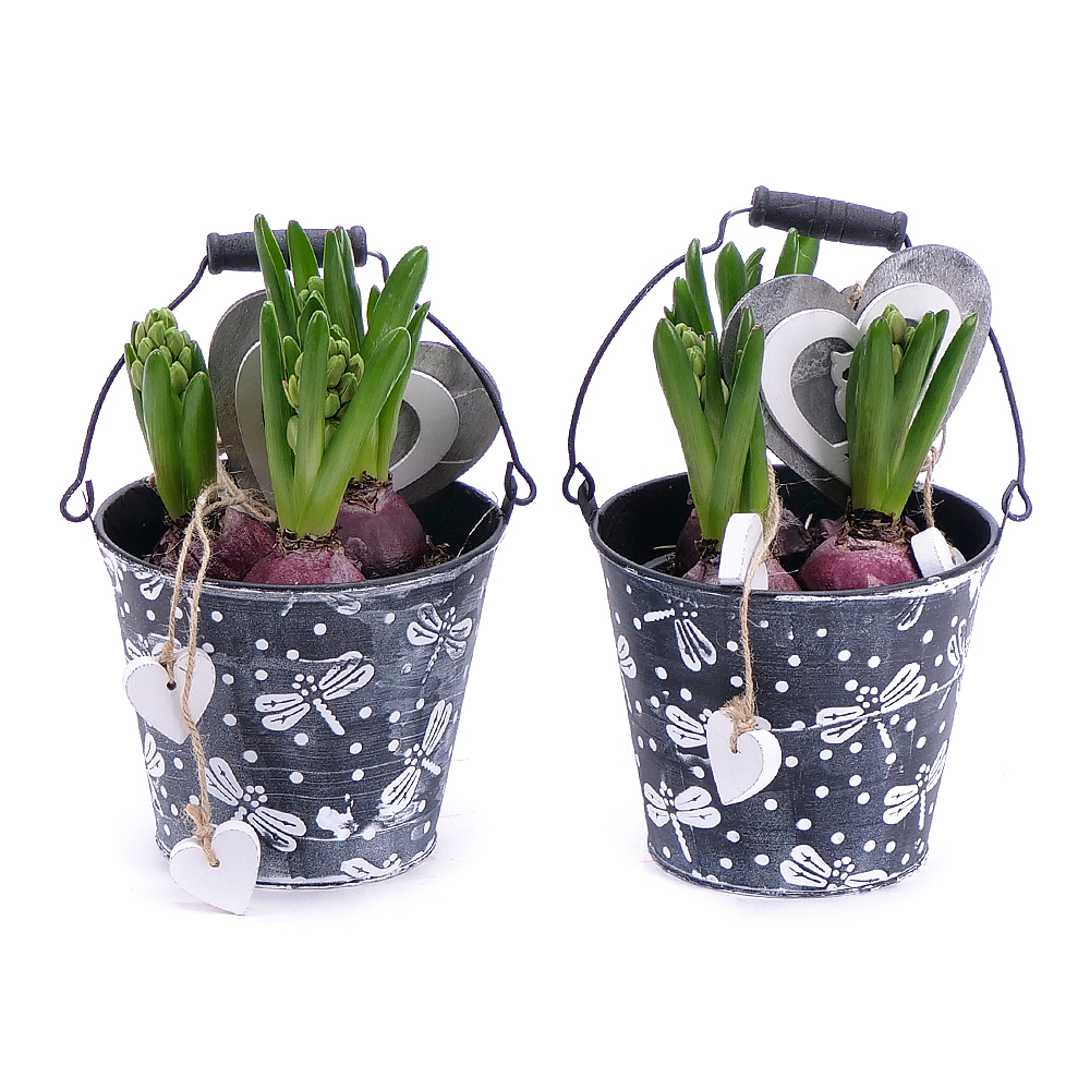 E-shop Duo hyacinty v plechovom obale