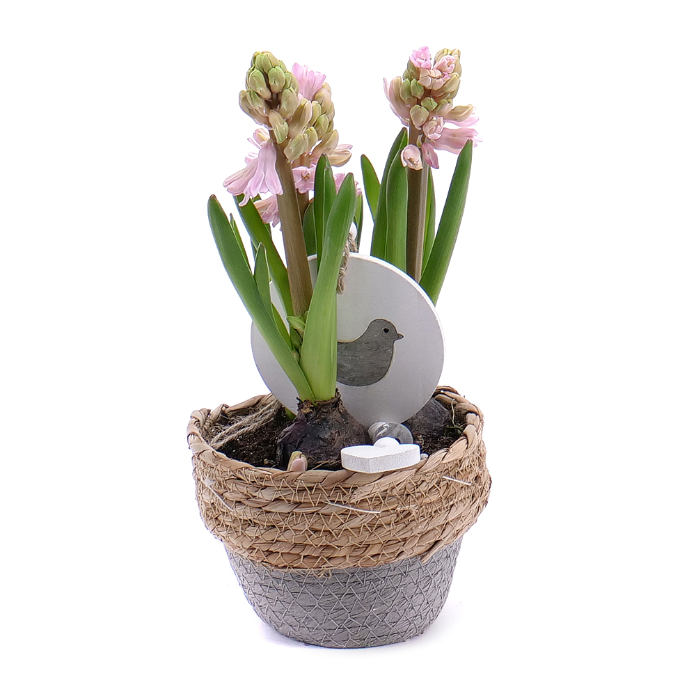 E-shop Hyacinty v ratanovom obale s dekoráciou
