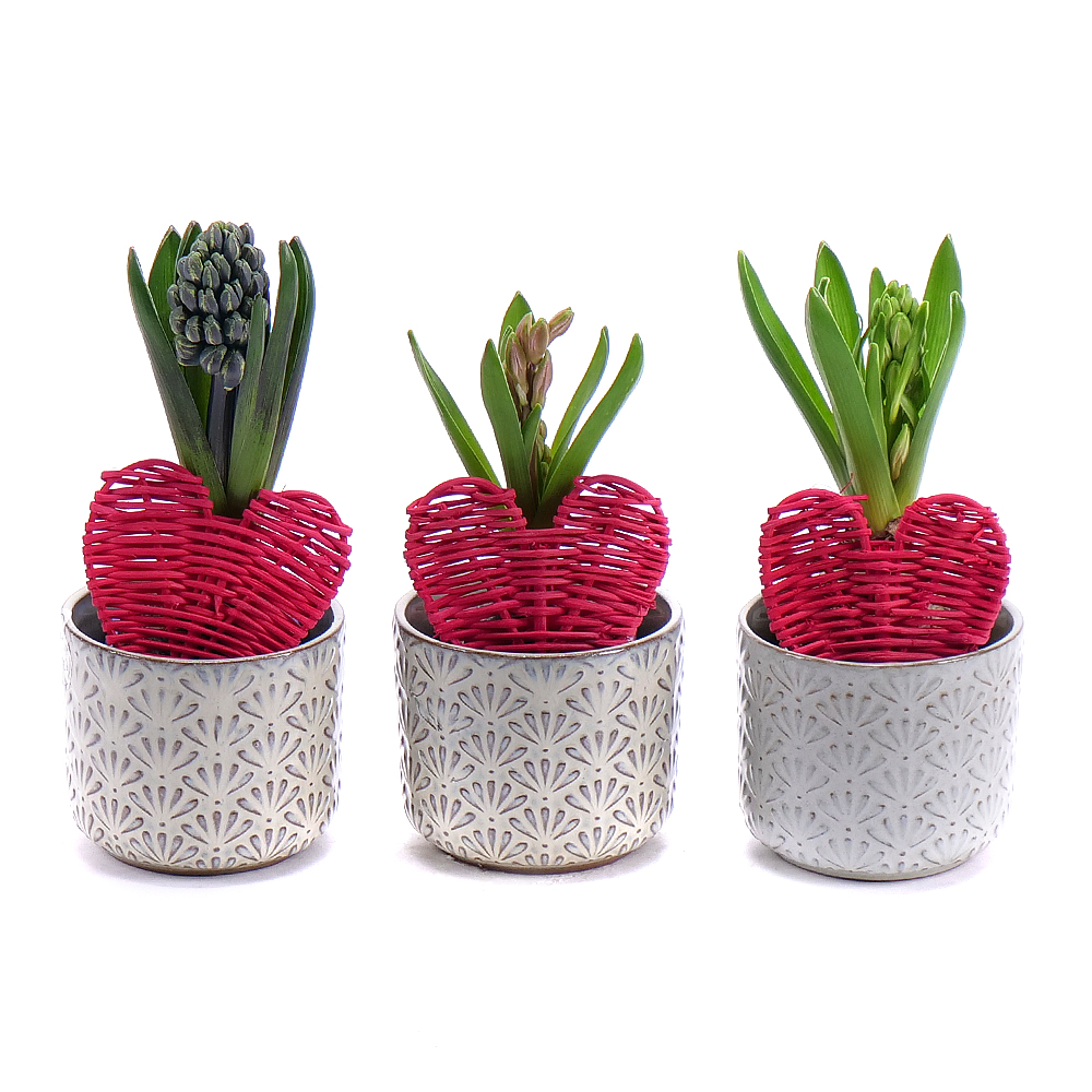 E-shop Trio hyacinty v keramickom obale