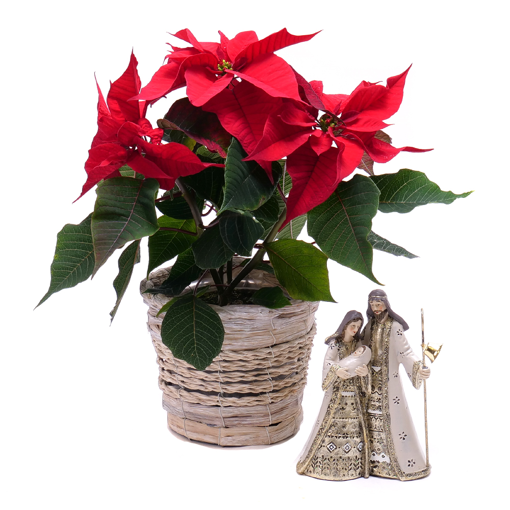 Vianočná ruža v prútenom košíku s Betlehemom