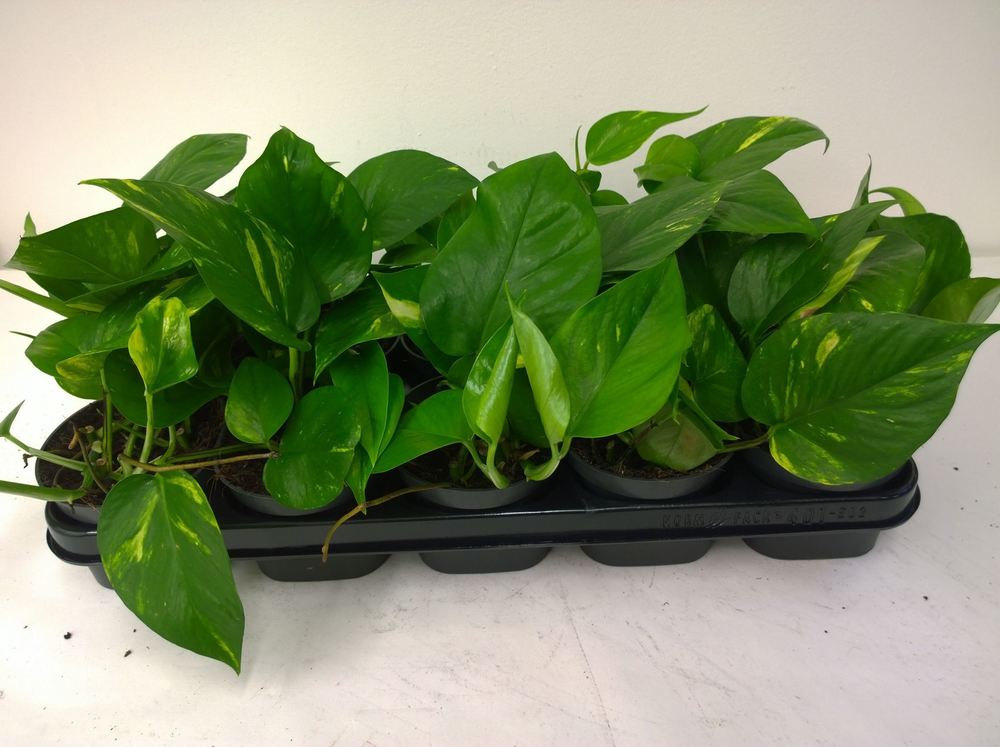 Epipremnum Aureum