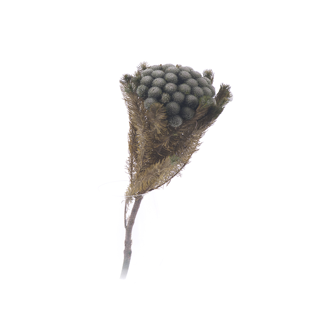 Brunia albiflora vert - gris 30/60 šedá