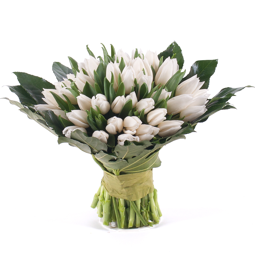 Perla biele tulipány