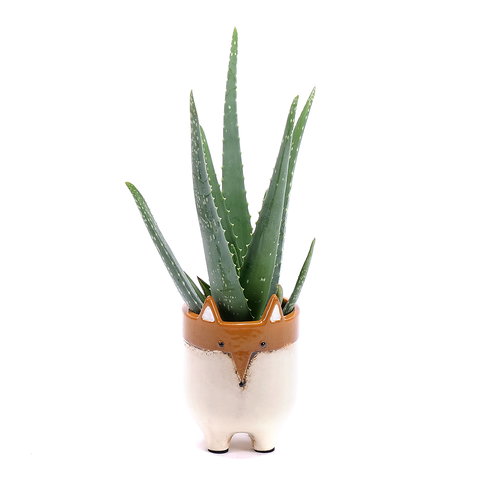 E-shop Aloe vera v keramickom obale