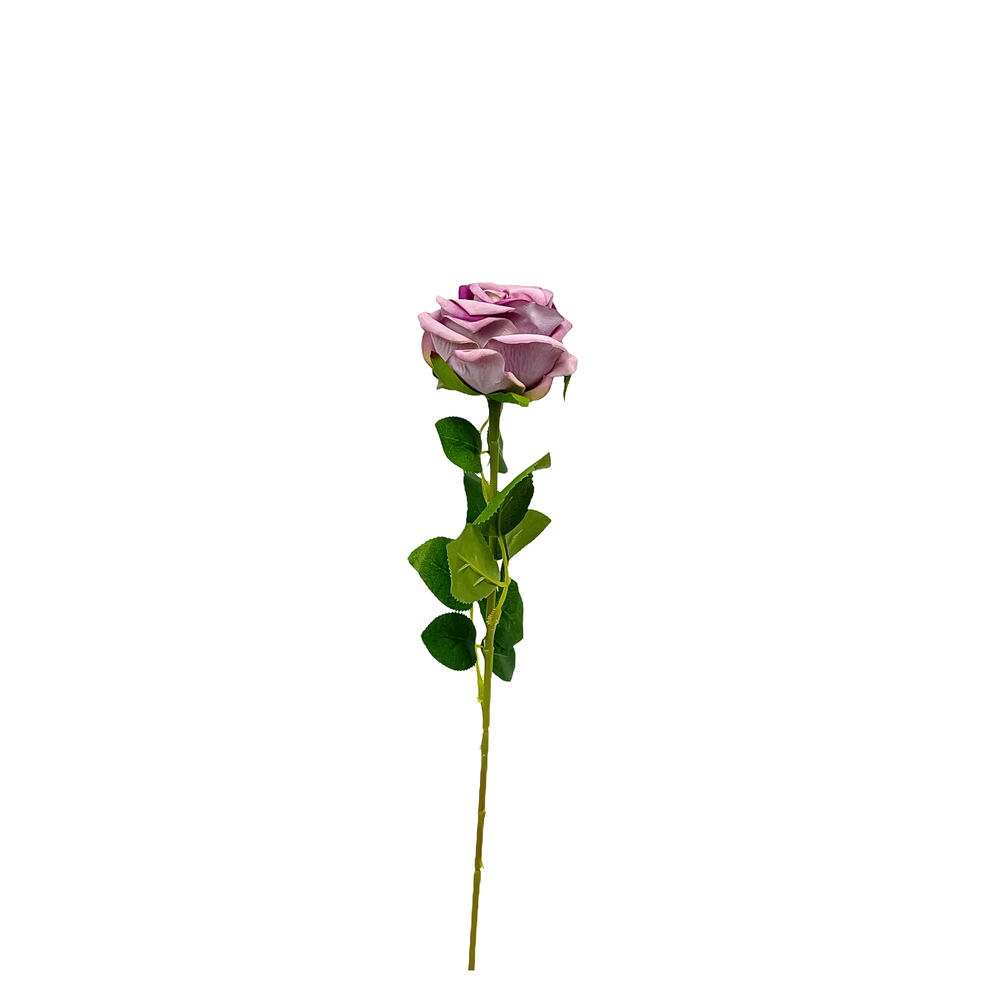 Ruža um. stopková puk 50 cm