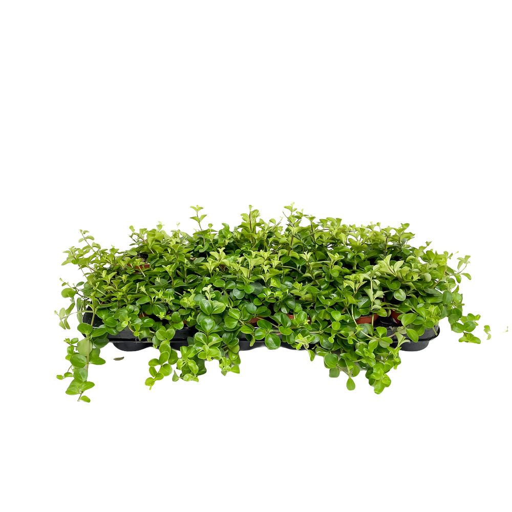 Peperomia crep