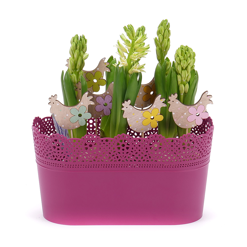 E-shop Hyacinty v plastovom obale s veľkonočnými dekoráciami