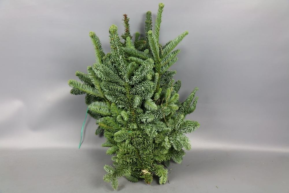 Abies Nobilies blue