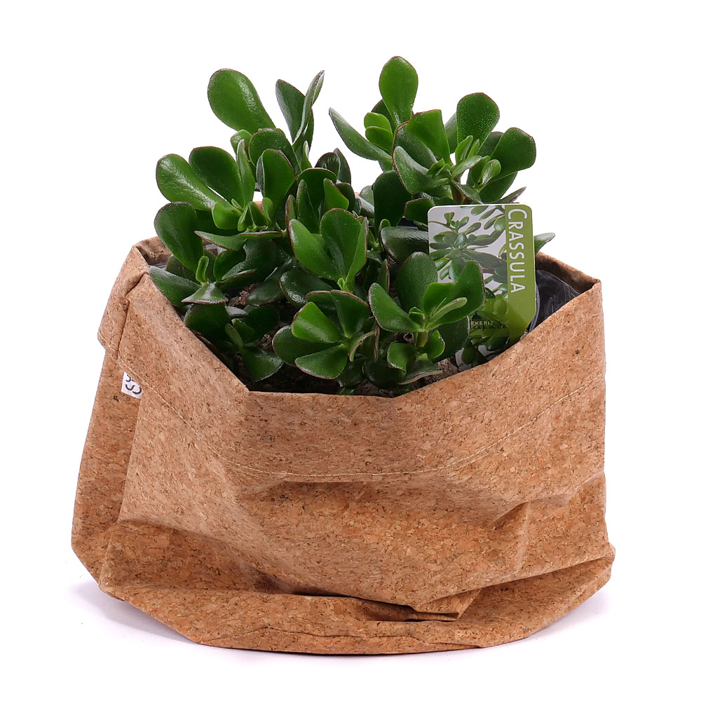 Crassula v dekoračnom obale