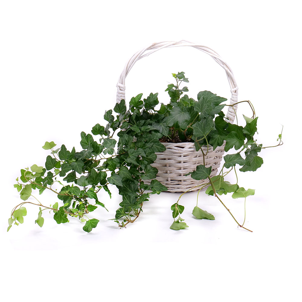 Hedera v prútenom košíku