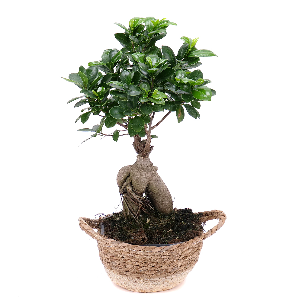 E-shop Ficus ginseng v ratanovom obale