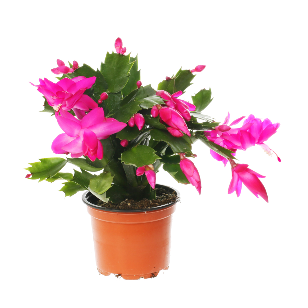 Schlumbergera vian kaktus crep