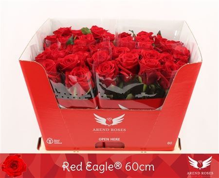 Rose bh Red Eagle