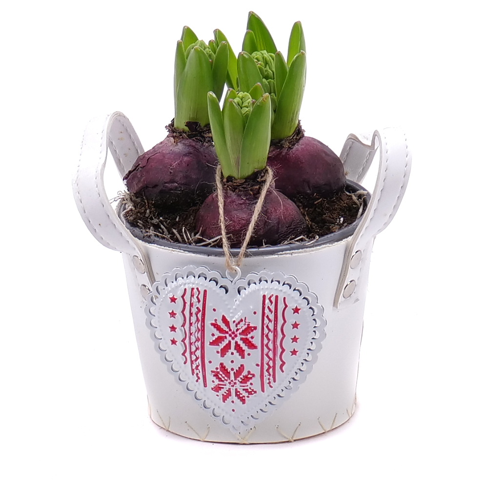 E-shop Hyacinty v plastovej taške so srdiečkom