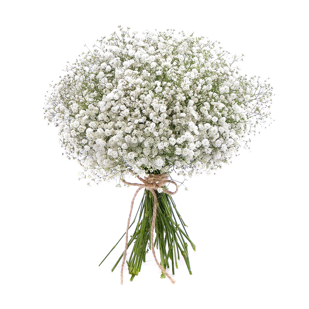 Kytica gypsophila
