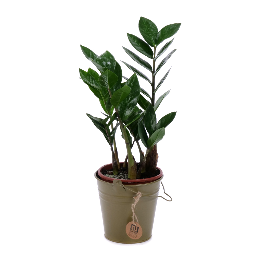 Zamioculcas v plechovom obale 2