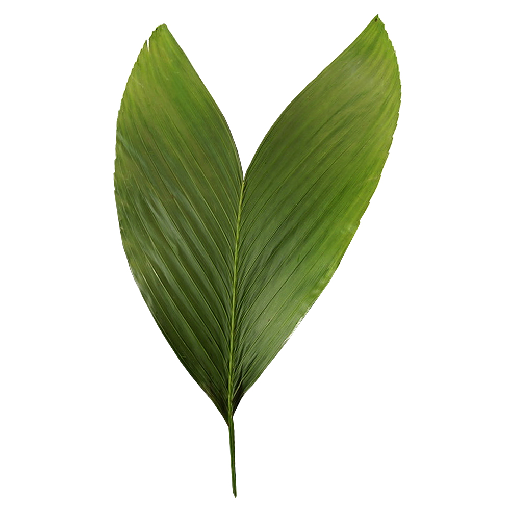 Cocos list rezaná zeleň