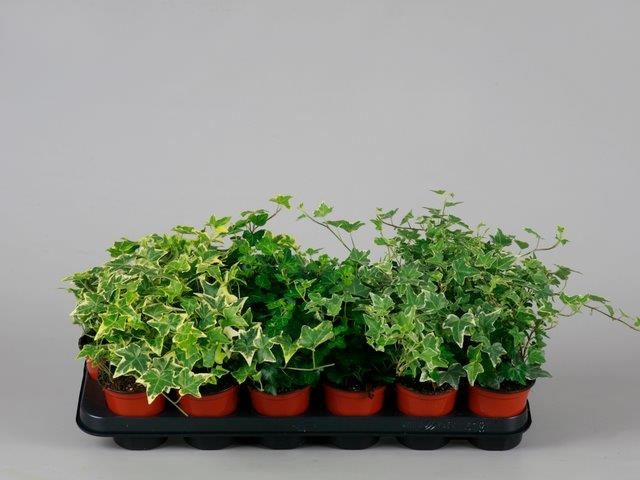Hedera mixed