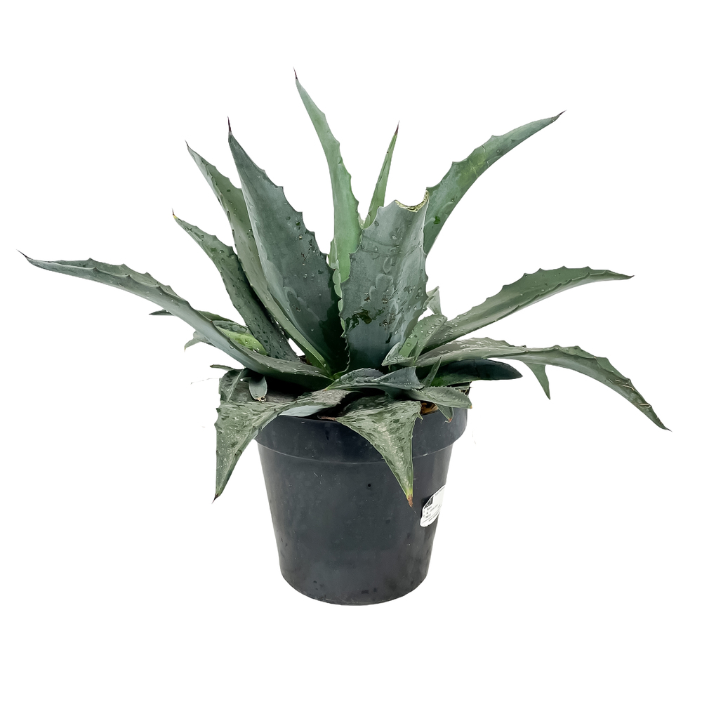 Agave kaktus crep