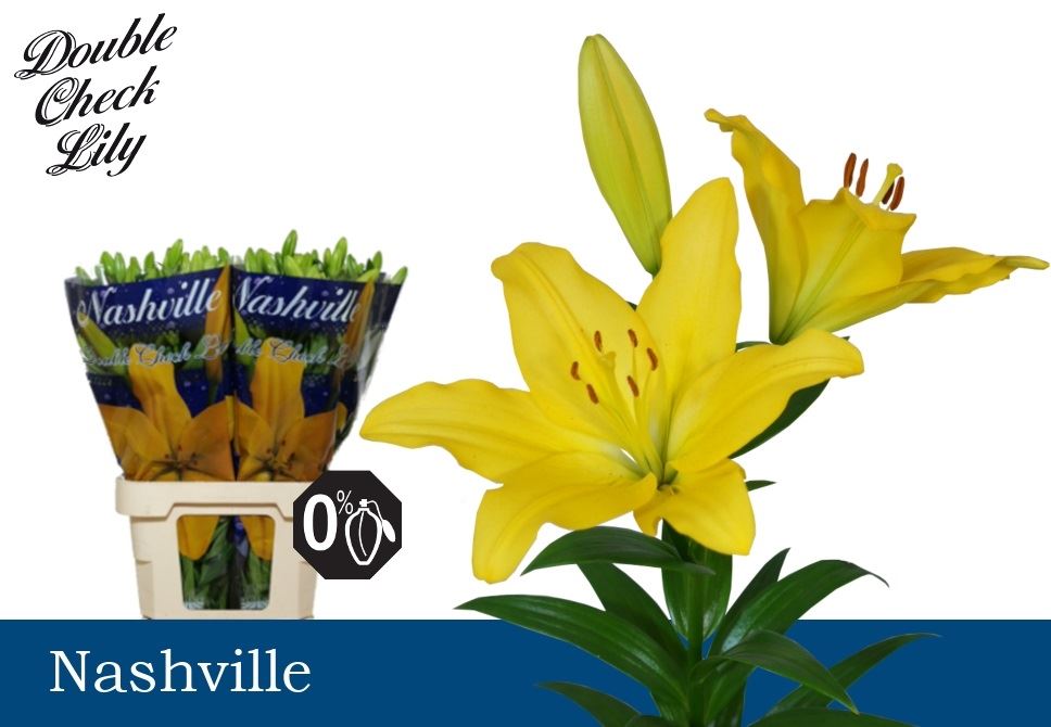 Lilium La Nashville