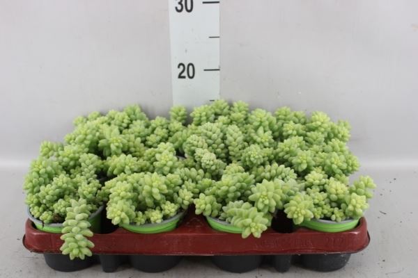 Sedum Burrito